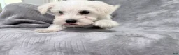 Miniature Schnauzer dogs for sale: Miniature Schnauzer 1 - Ad 2