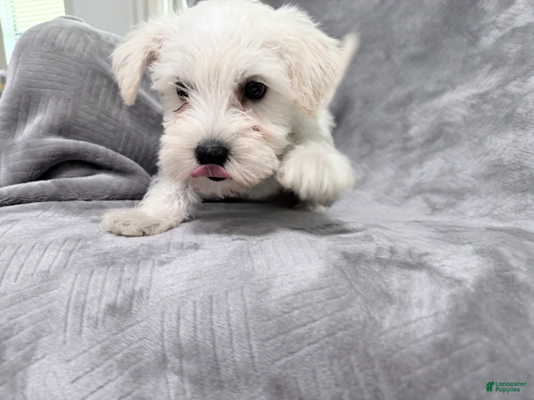 Miniature Schnauzer dogs for sale: Miniature Schnauzer 1 - Ad 2