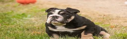 English Bulldog dogs for sale: Amelia - Ad 5
