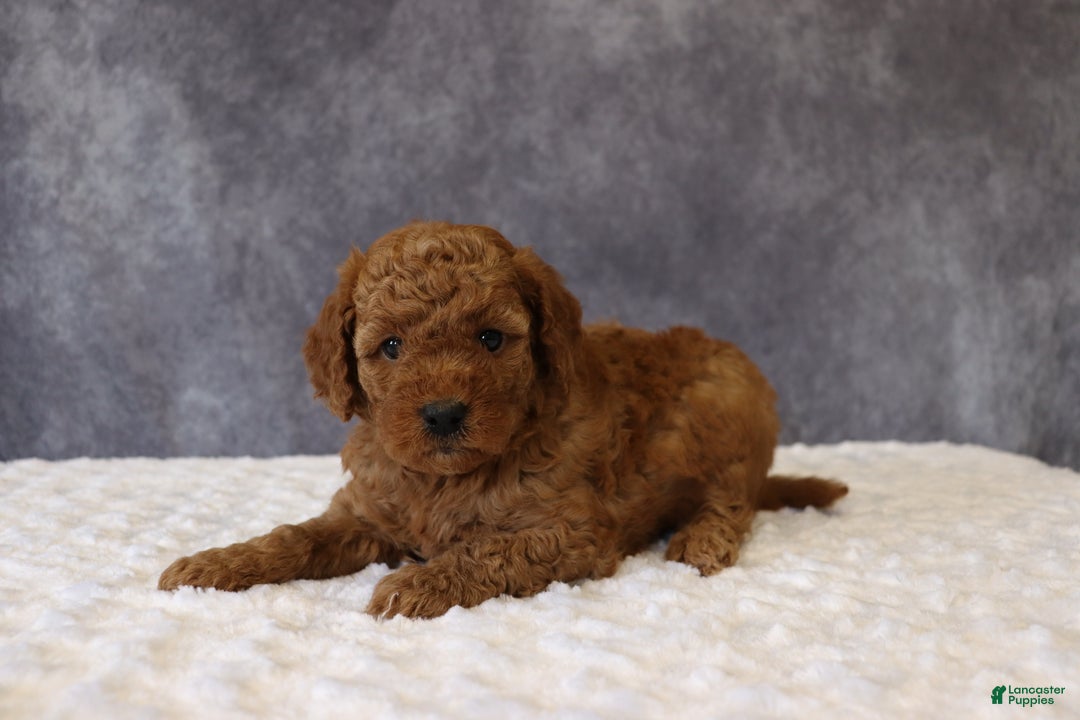 Mini Goldendoodle dogs for sale: Maeve - Ad 2