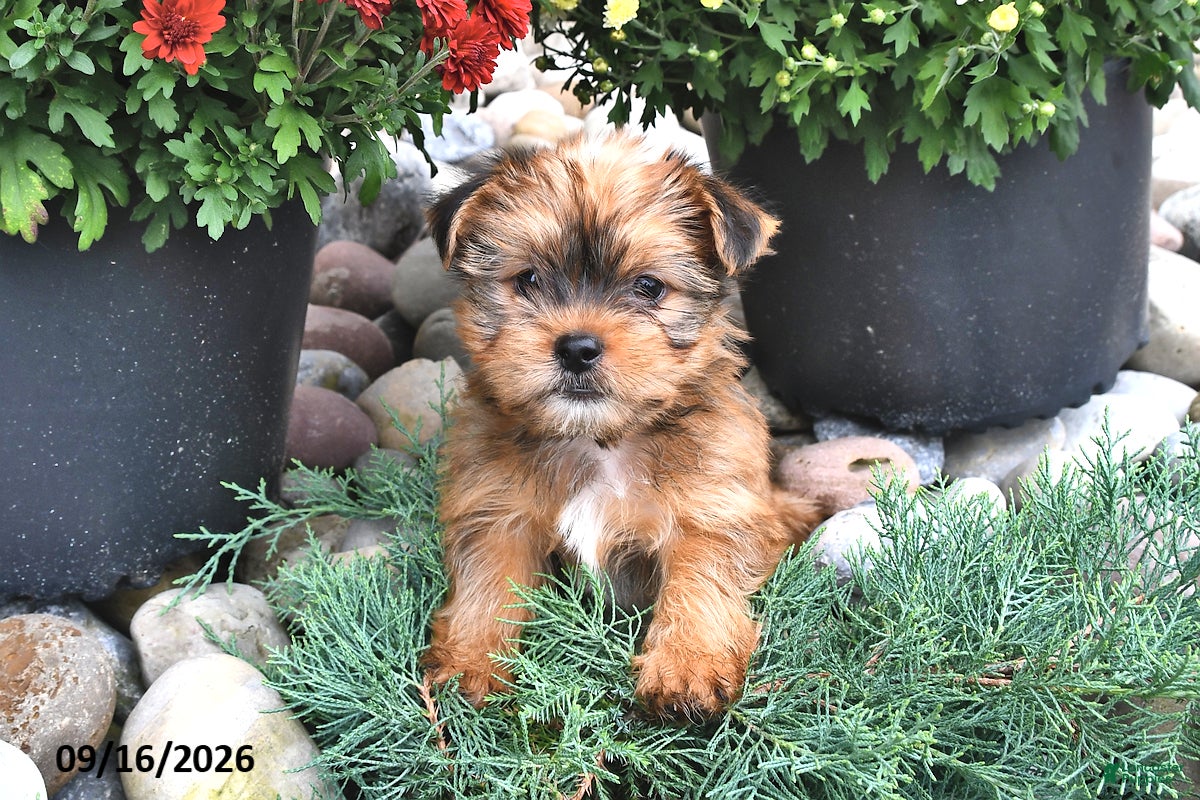 Shorkie dogs Bear - Ad 1