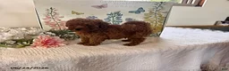 Miniature Poodle dogs for sale: Donnie - Ad 1