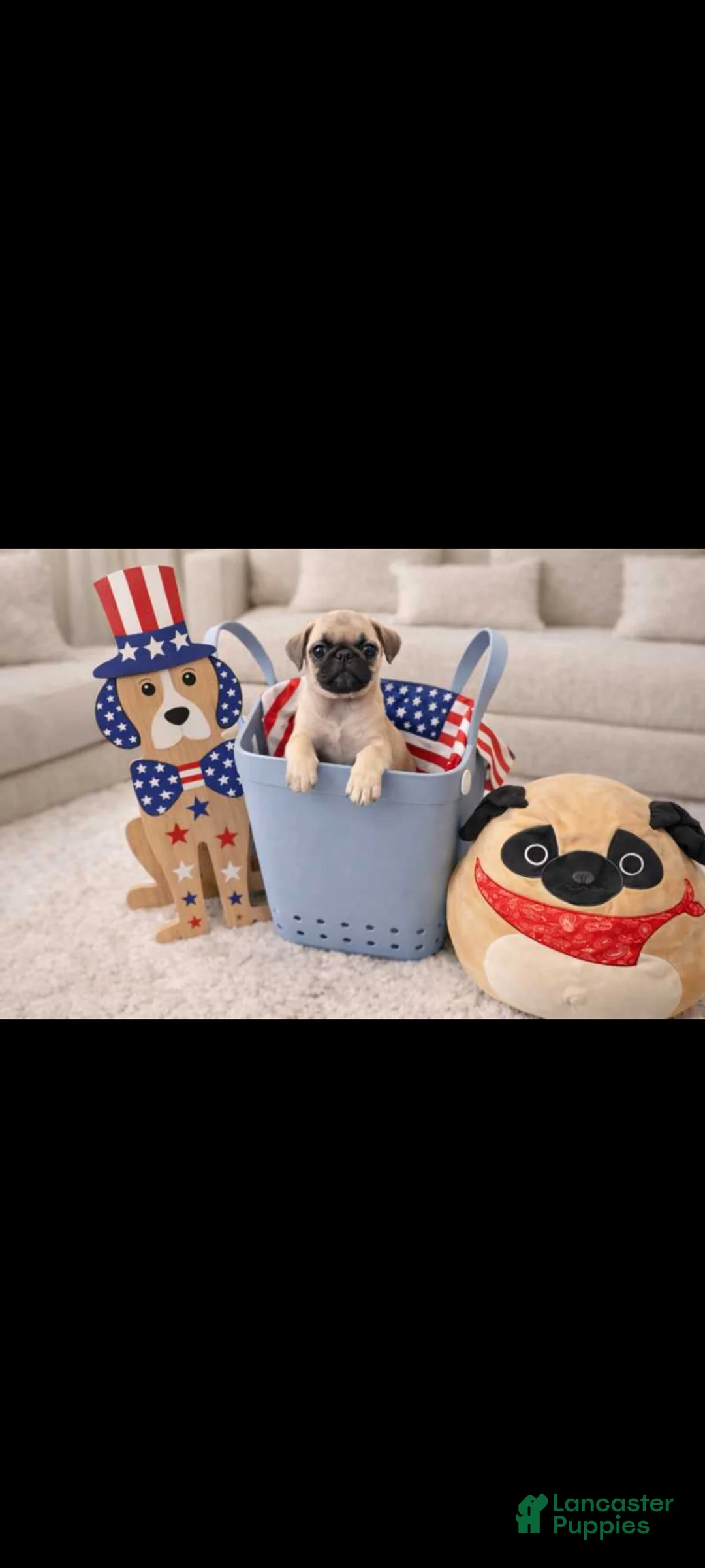 Pug dogs for sale: Pug Puppy 1 - Ad 1