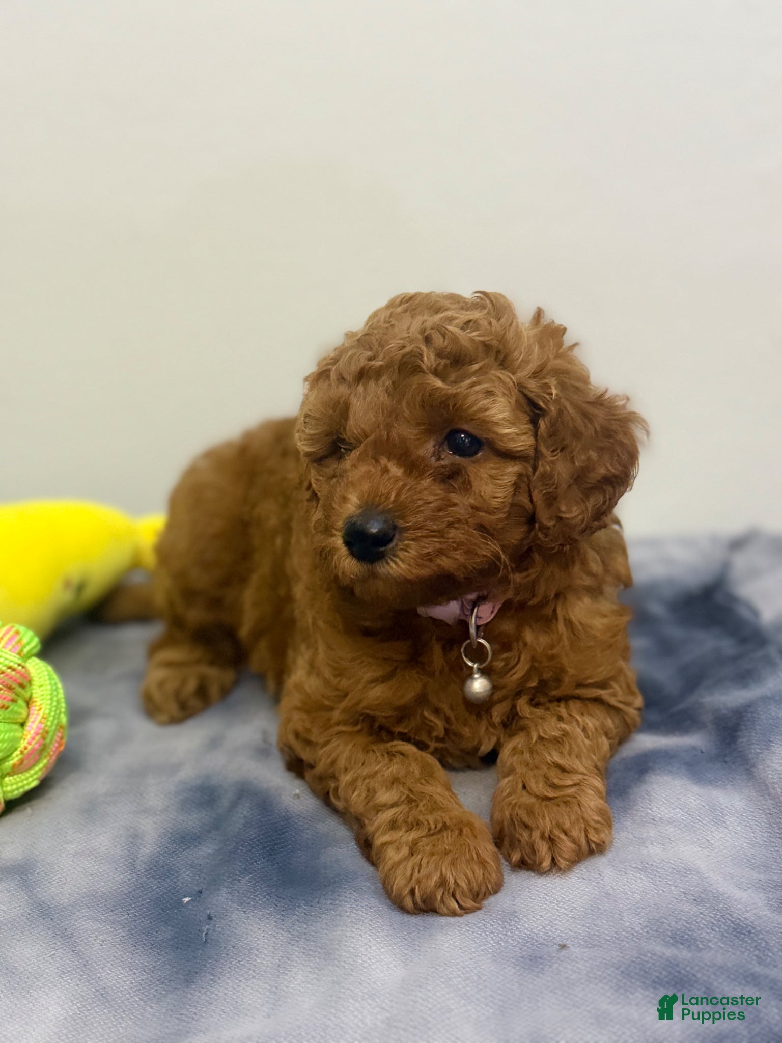 Miniature Poodle dogs for sale: Apple - Ad 4