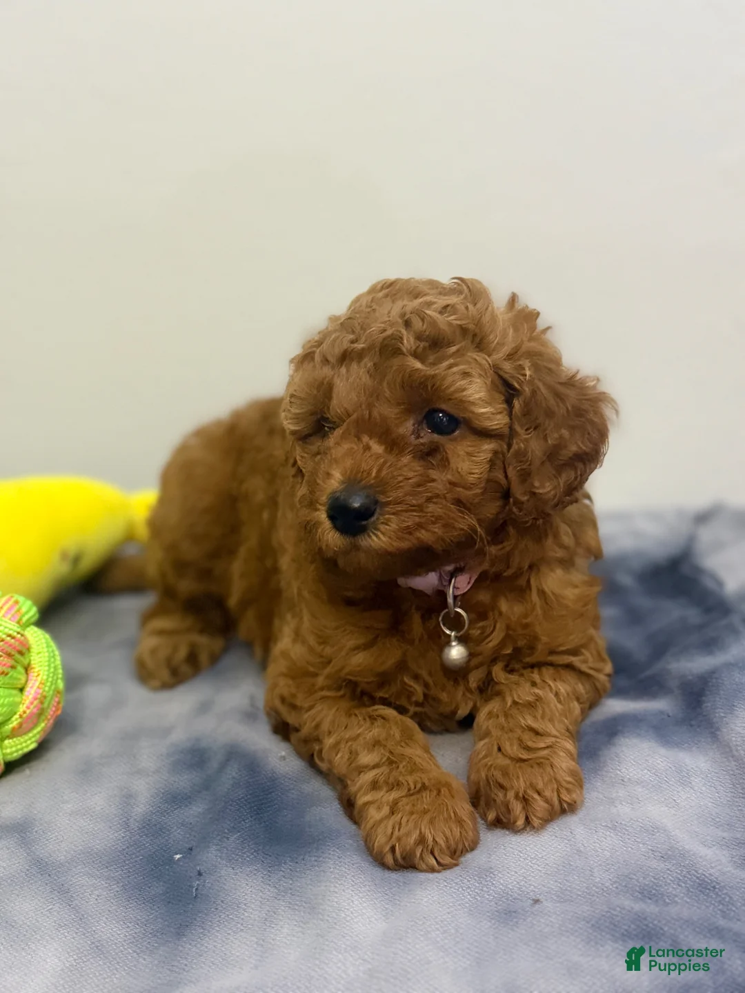 Miniature Poodle dogs for sale: Apple - Ad 1