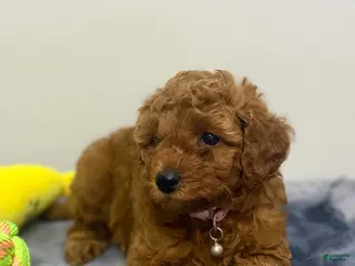 Miniature Poodle dogs for sale: Apple - Ad 4