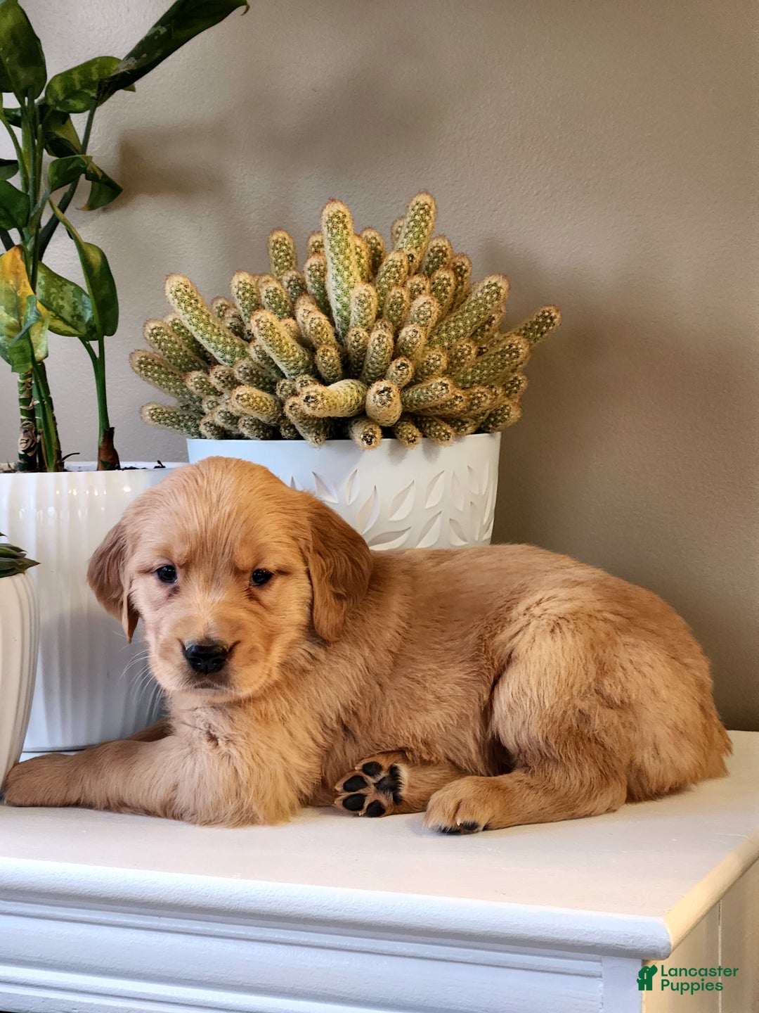 Golden Retriever dogs for sale: Robby - Ad 4