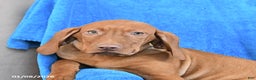 Vizsla dogs for sale: Rocky - Ad 3