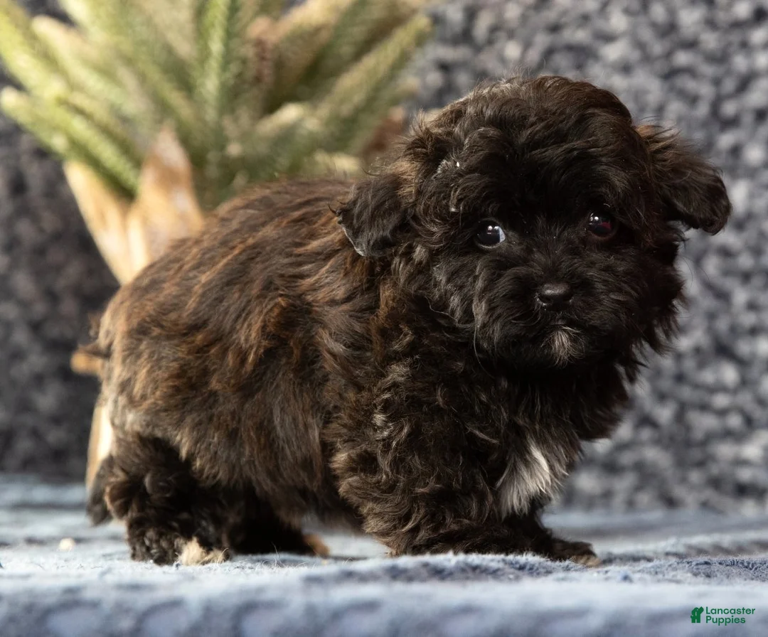 Havapoo dogs for sale: Gander - Ad 3