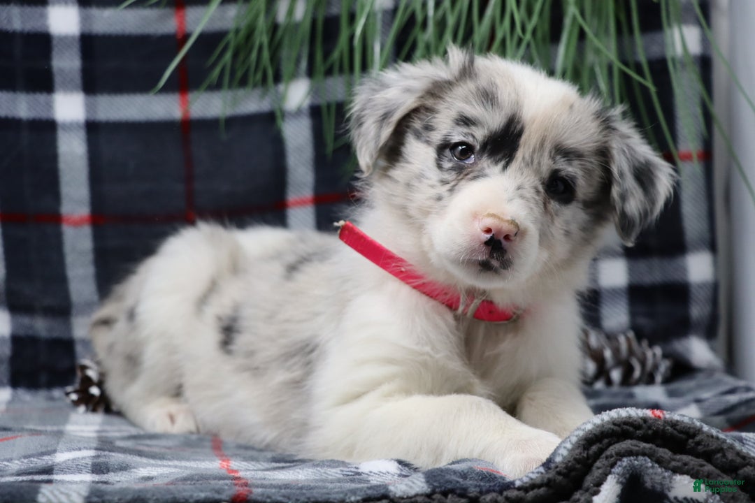 Border Collie dogs for sale: ellie - Ad 2