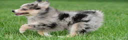 Pomsky dogs for sale: boe - Ad 3