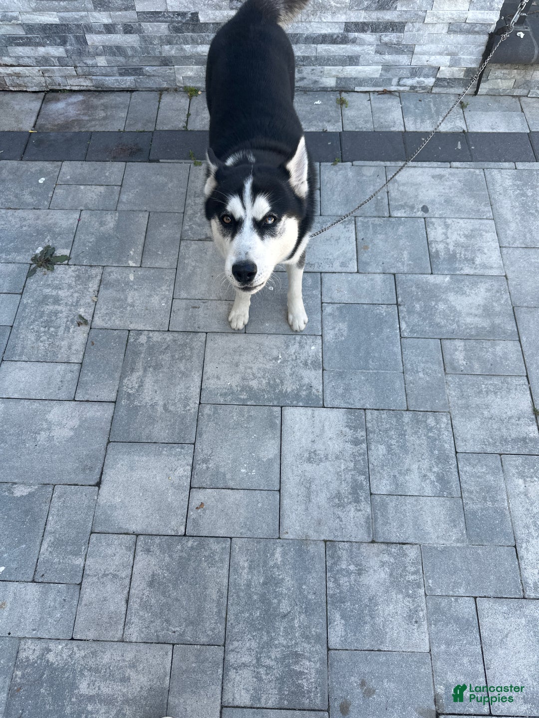 Siberian Husky dogs for sale: Jazz  - Ad 2