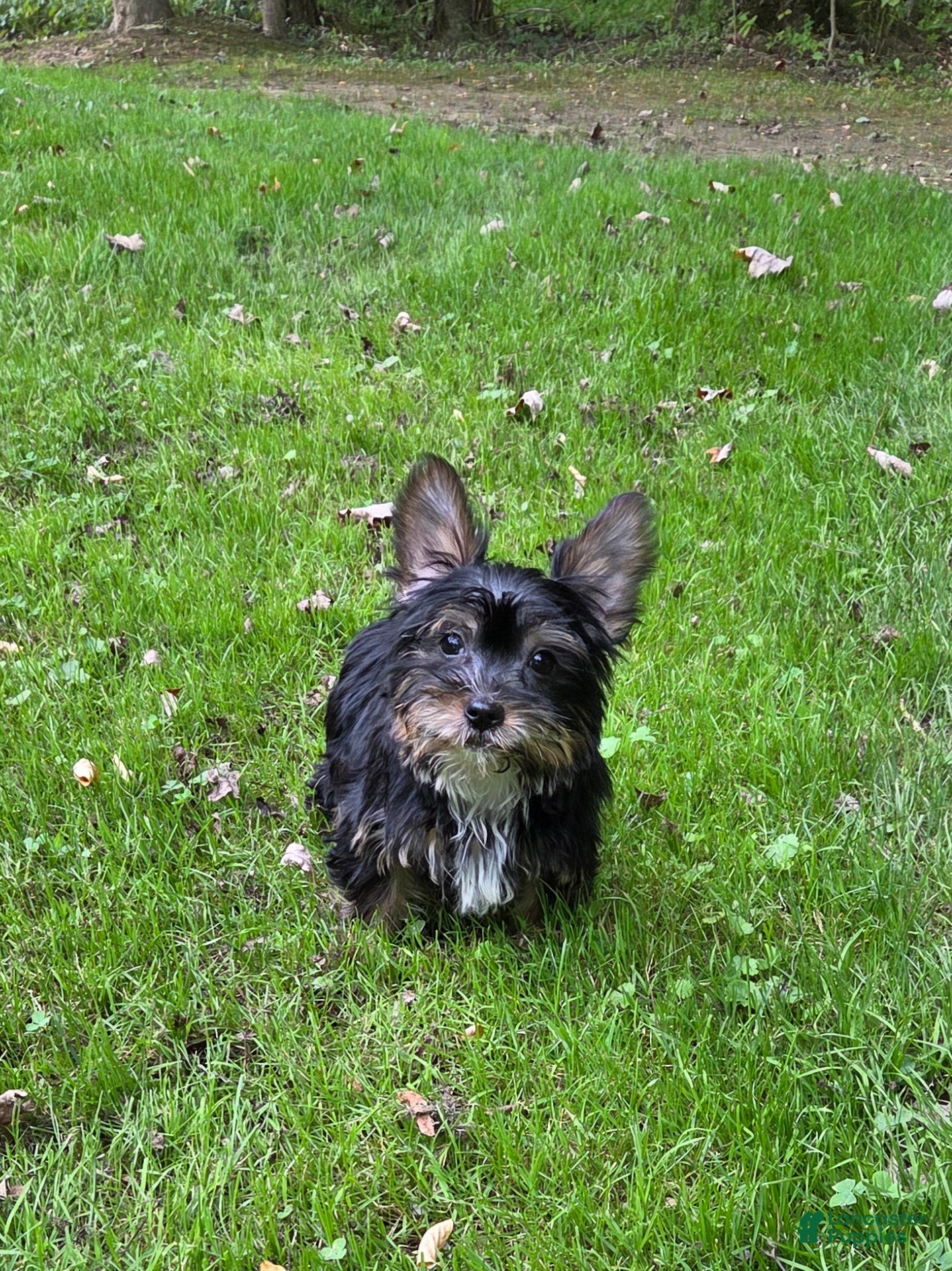 Morkie dogs Birch - Ad 1