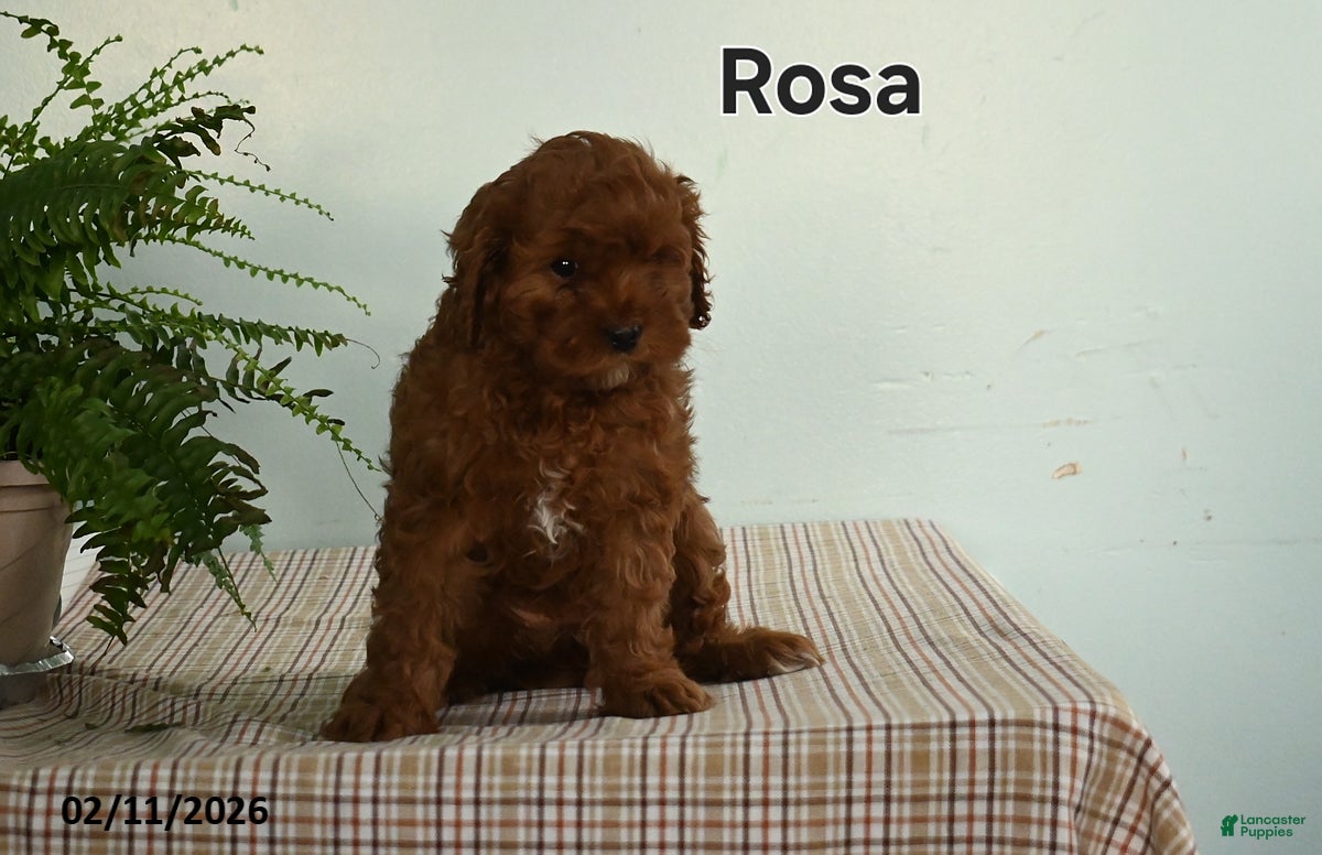 Cavapoo dogs Rosa  - Ad 41