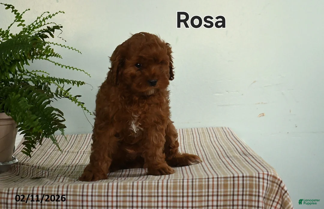 Cavapoo dogs for sale: Rosa  - Ad 1