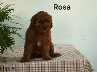 Cavapoo dogs Rosa - Ad 41