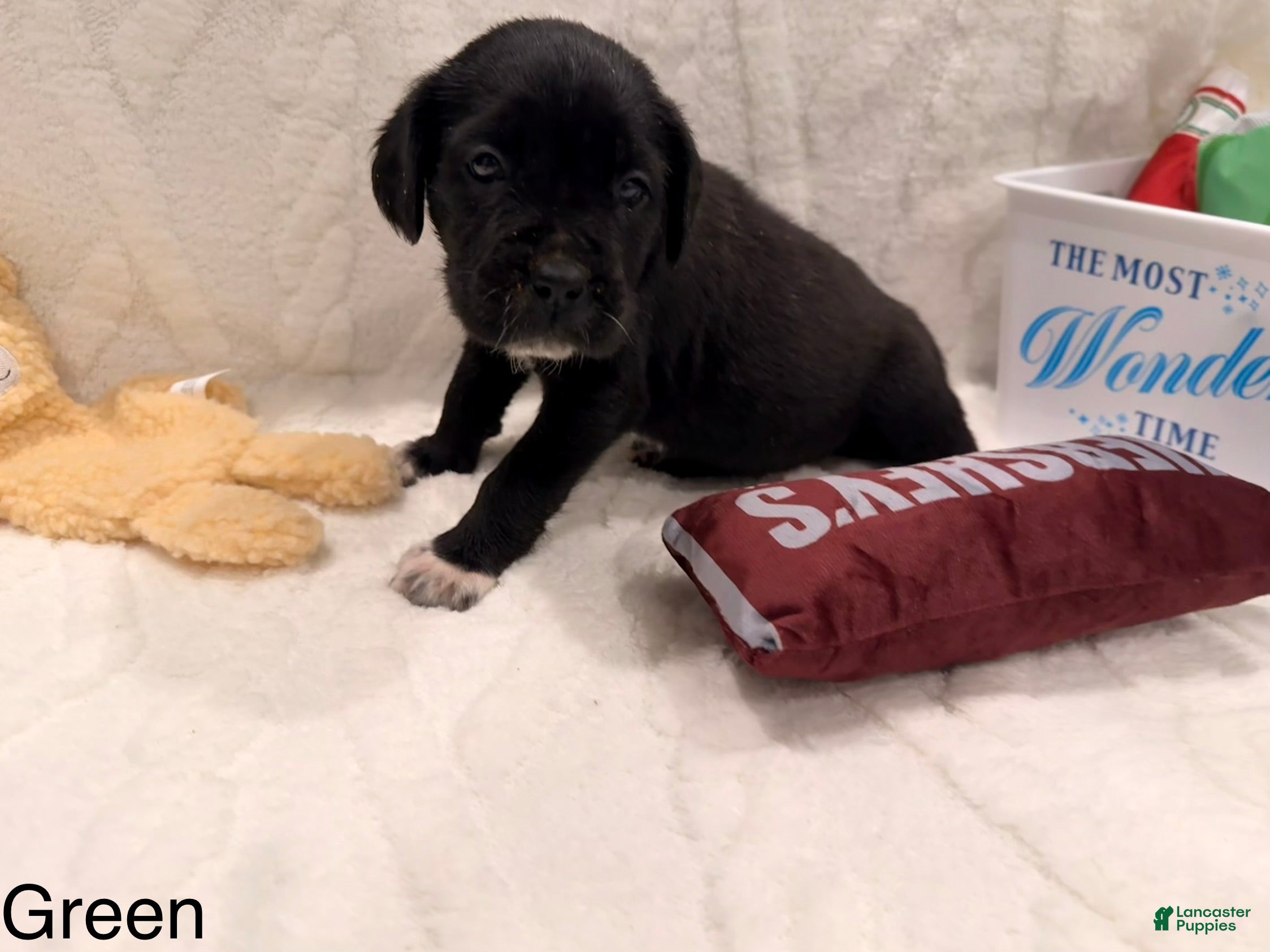 Cane Corso dogs Ghost (dark green) - Ad 20