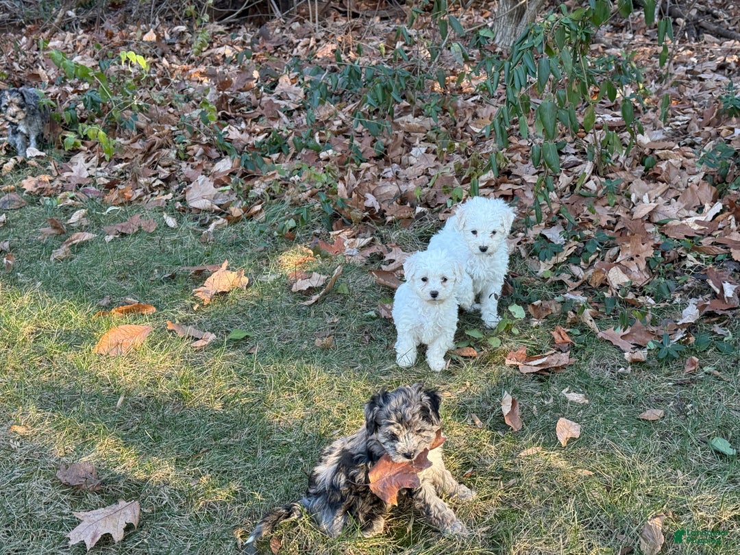 Bichpoo dogs for sale: Amaya - Ad 13