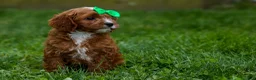 Cavapoo dogs for sale: OLLIE - Ad 12