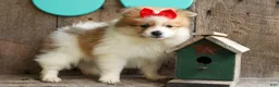 Pomeranian dogs for sale: Eric🐾 - Ad 12