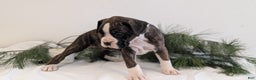 Boxer dogs for sale: Fifi - Ad 8