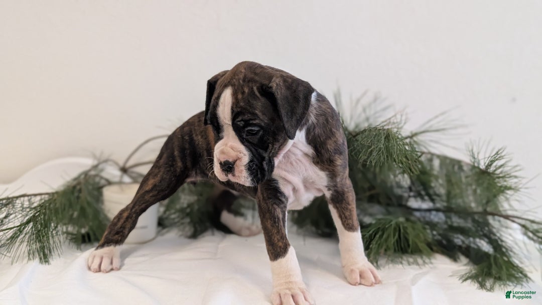 Boxer dogs for sale: Fifi - Ad 8