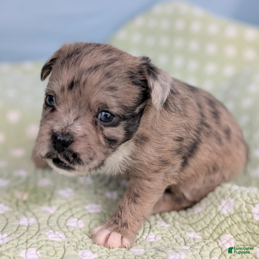 Mixed Breed dogs for sale: Princess - Ad 4