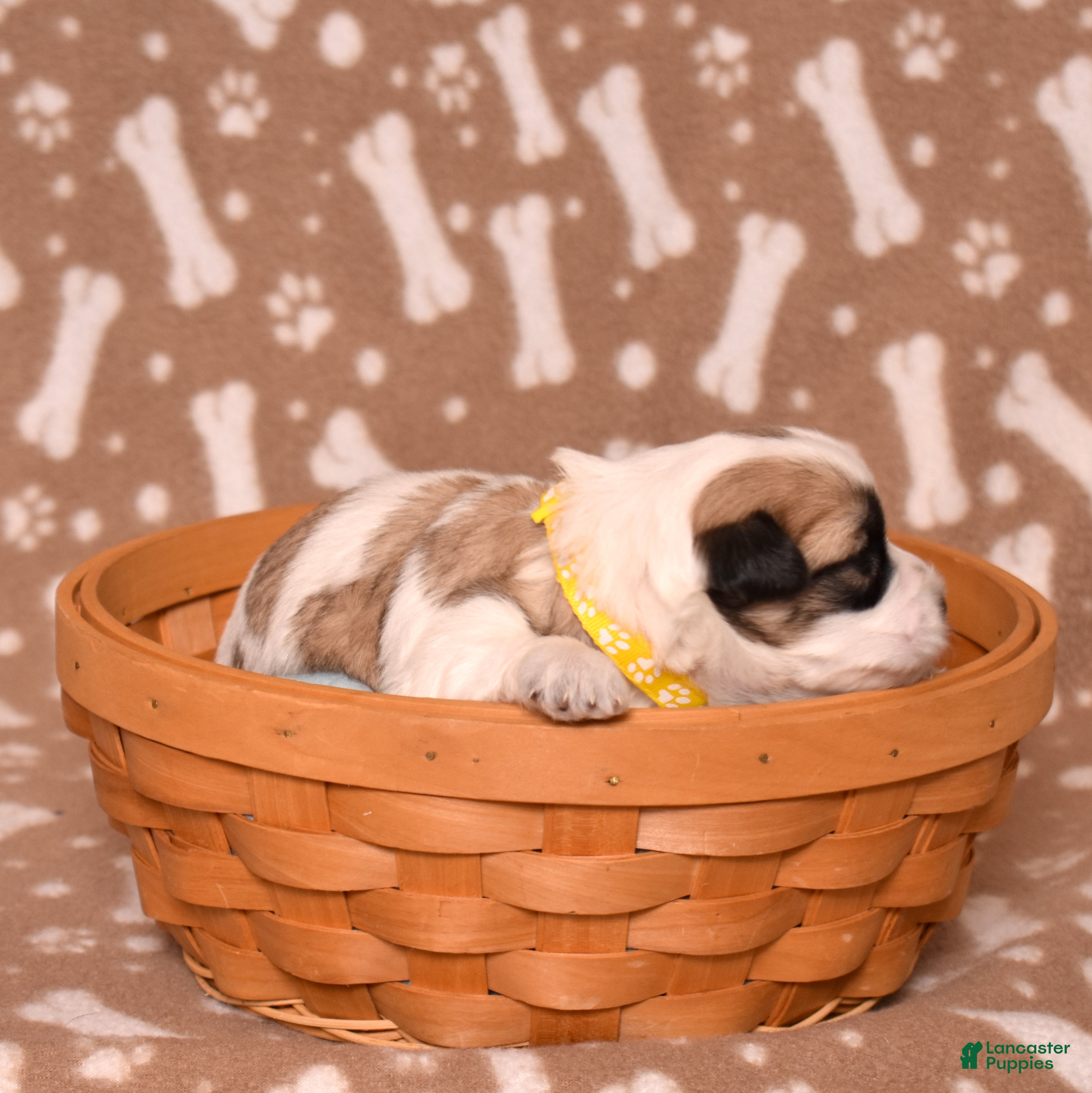 Coton De Tulear dogs Honey - Ad 2