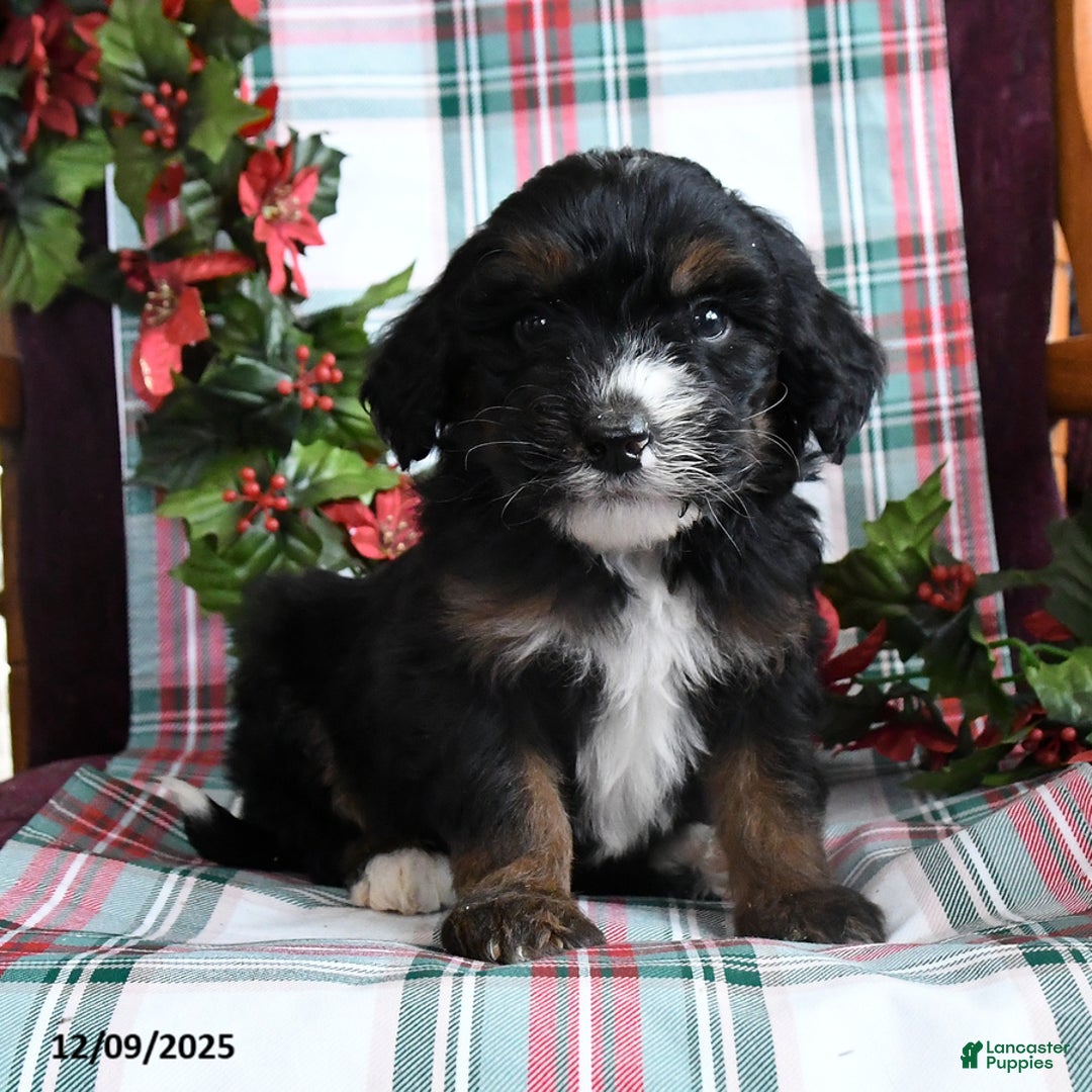 Bernedoodle dogs for sale: Cade  - Ad 4