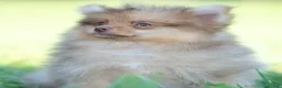 Pomeranian dogs for sale: Gio - Ad 6