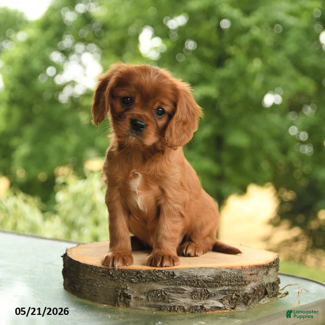 Cavalier King Charles Spaniel dogs for sale: Bennett - Ad 1
