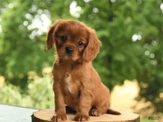 Cavalier King Charles Spaniel dogs for sale: Bennett - Ad 1