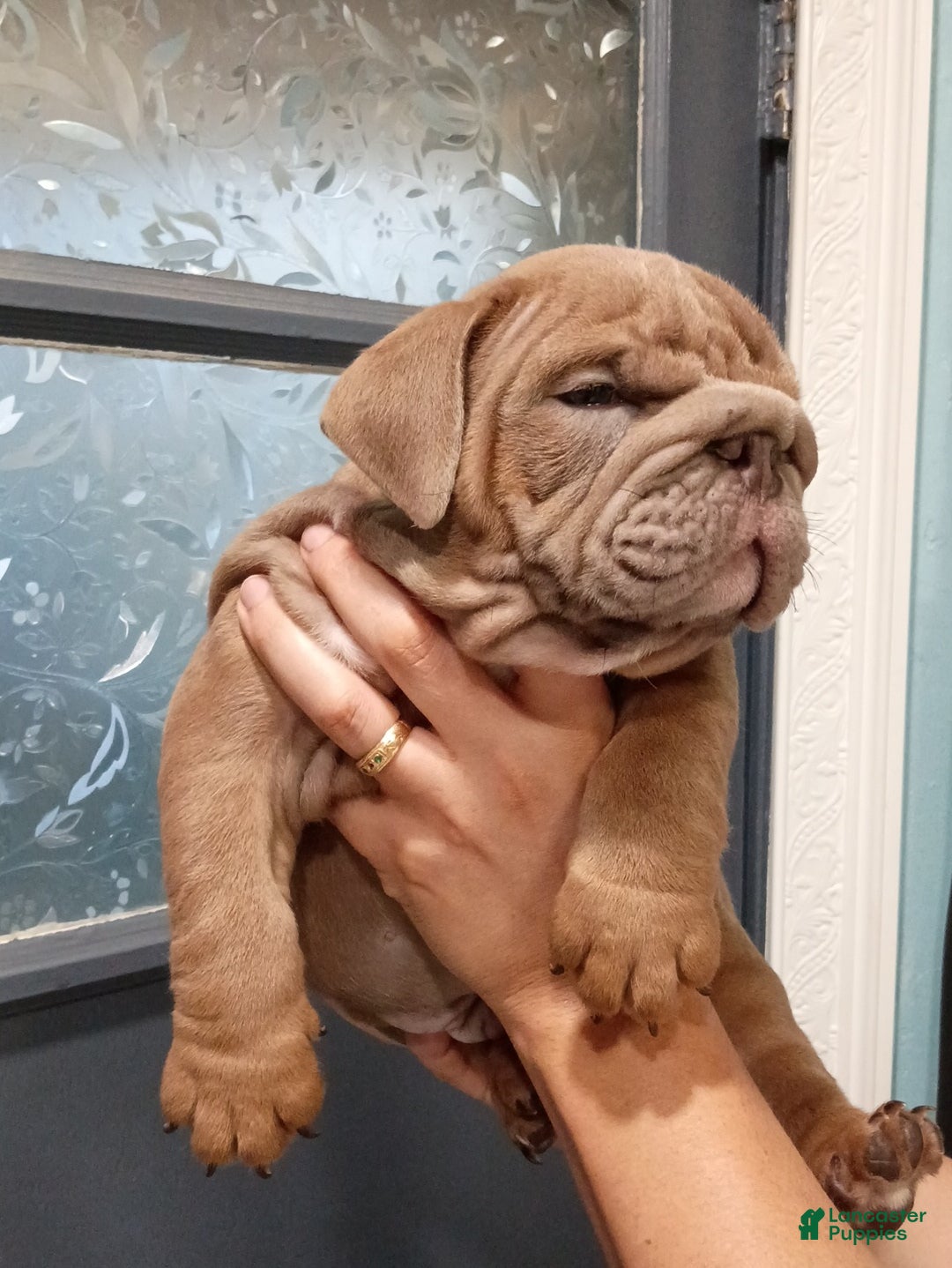 English Bulldog dogs English Bulldog 1 - Ad 9