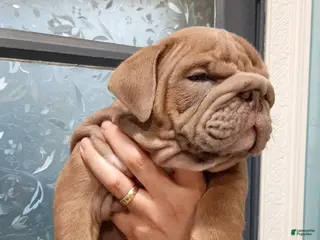 English Bulldog dogs English Bulldog 1 - Ad 9