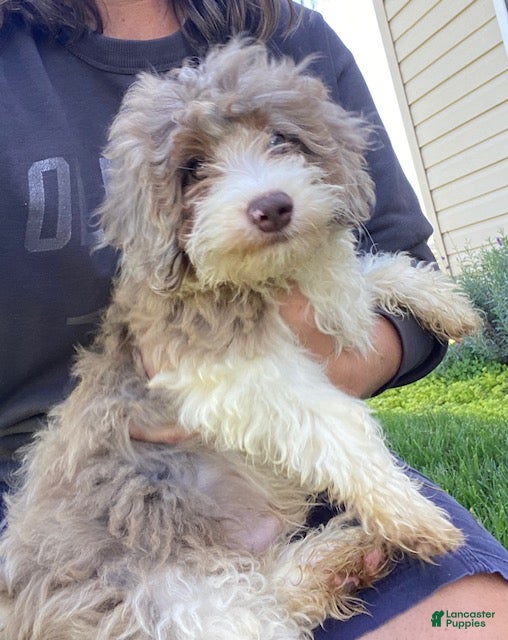 Cavapoo dogs Leo - Ad 1