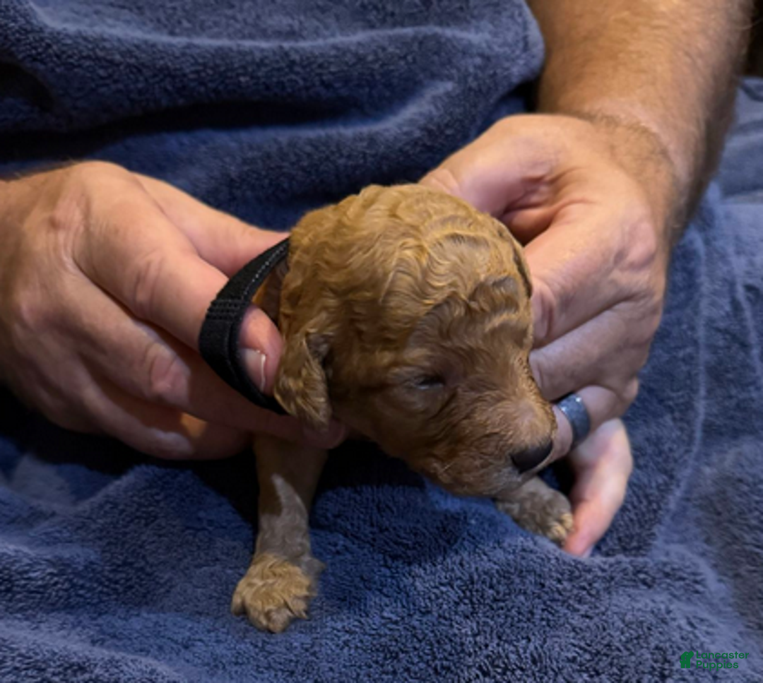 Goldendoodle dogs for sale: W25 Male Black Collar - Ad 3