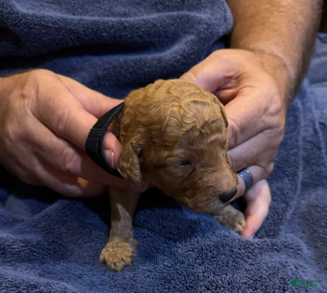 Goldendoodle dogs for sale: W25 Male Black Collar - Ad 3