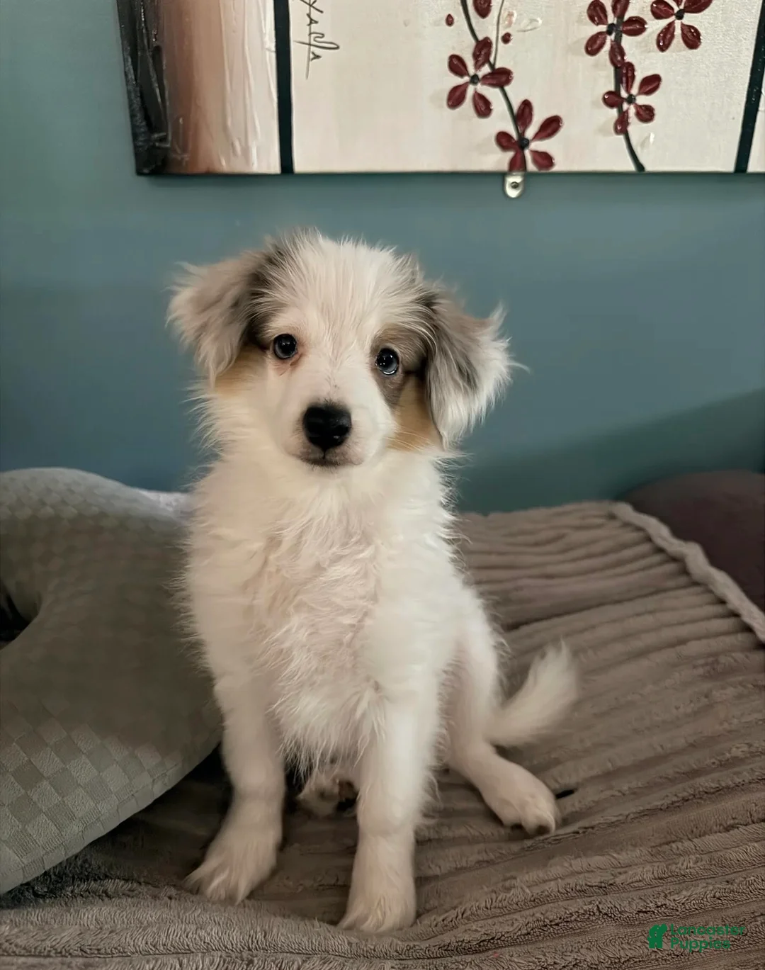 Mixed Breed dogs for sale: PopTart - Ad 1