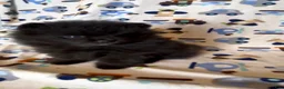 Pomeranian dogs for sale: Gomez - Ad 2