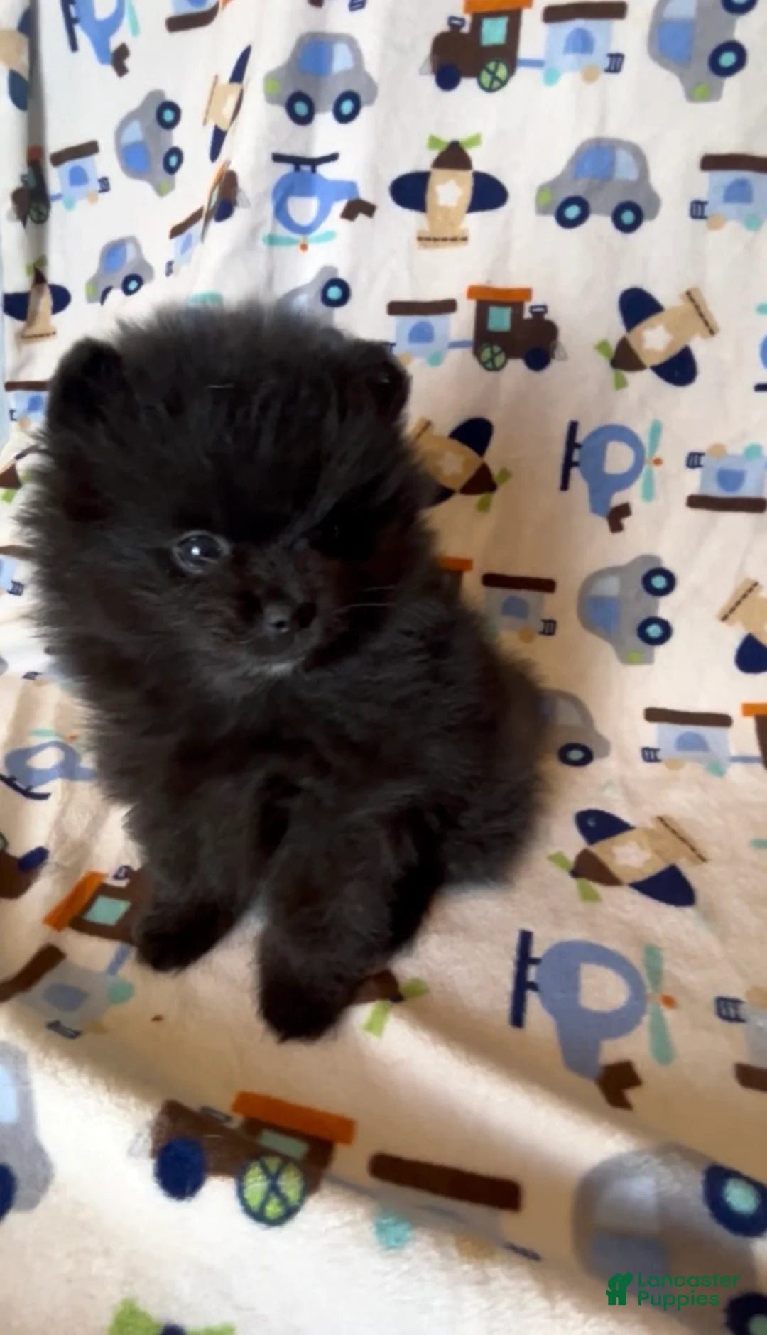 Pomeranian dogs for sale: Gomez - Ad 2