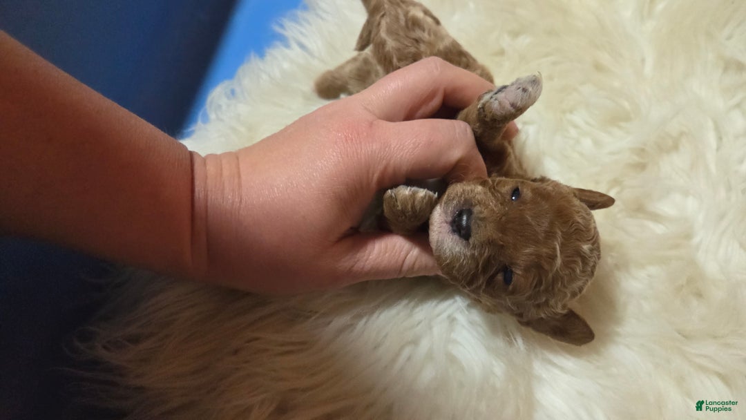 Cavapoo dogs for sale: Trey - Ad 16