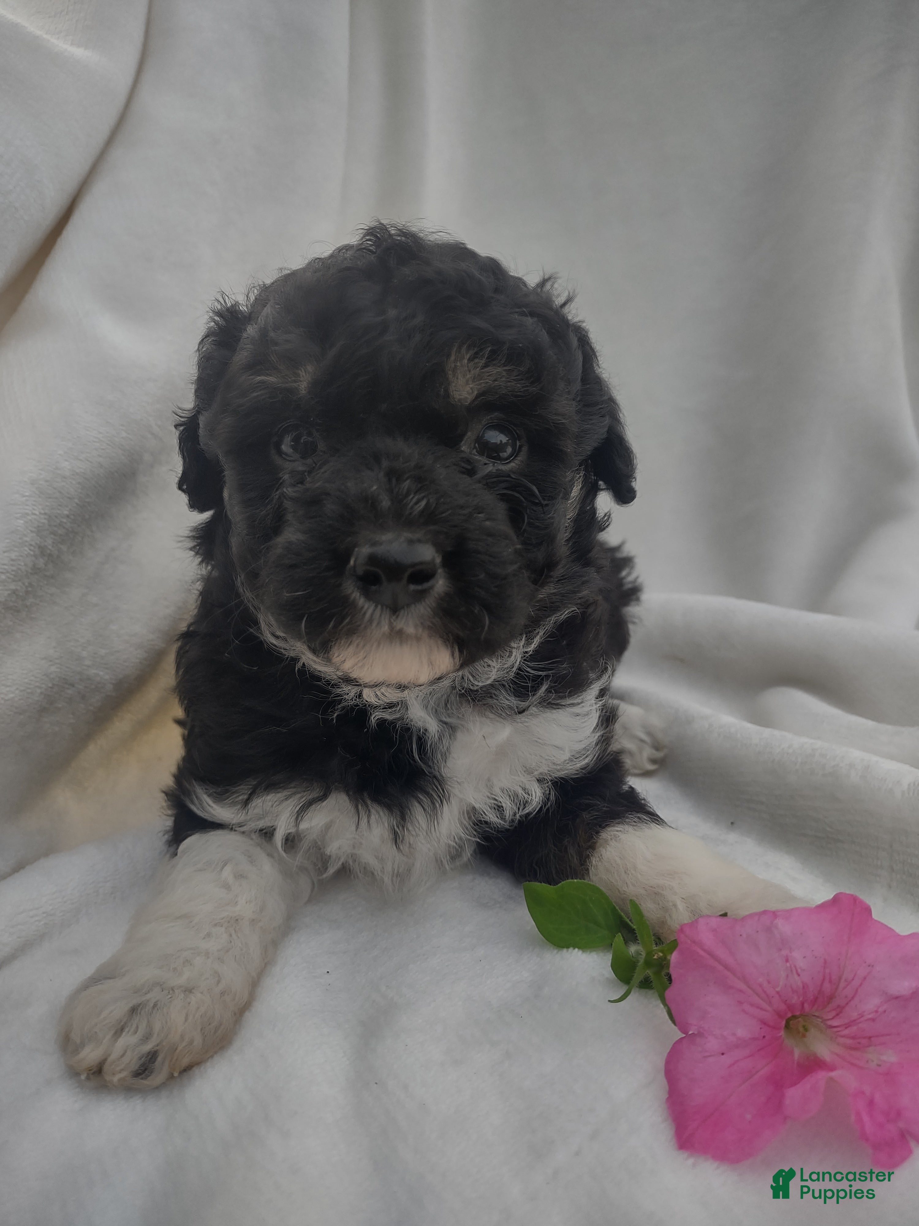 Chipoo dogs Jezz - Ad 17