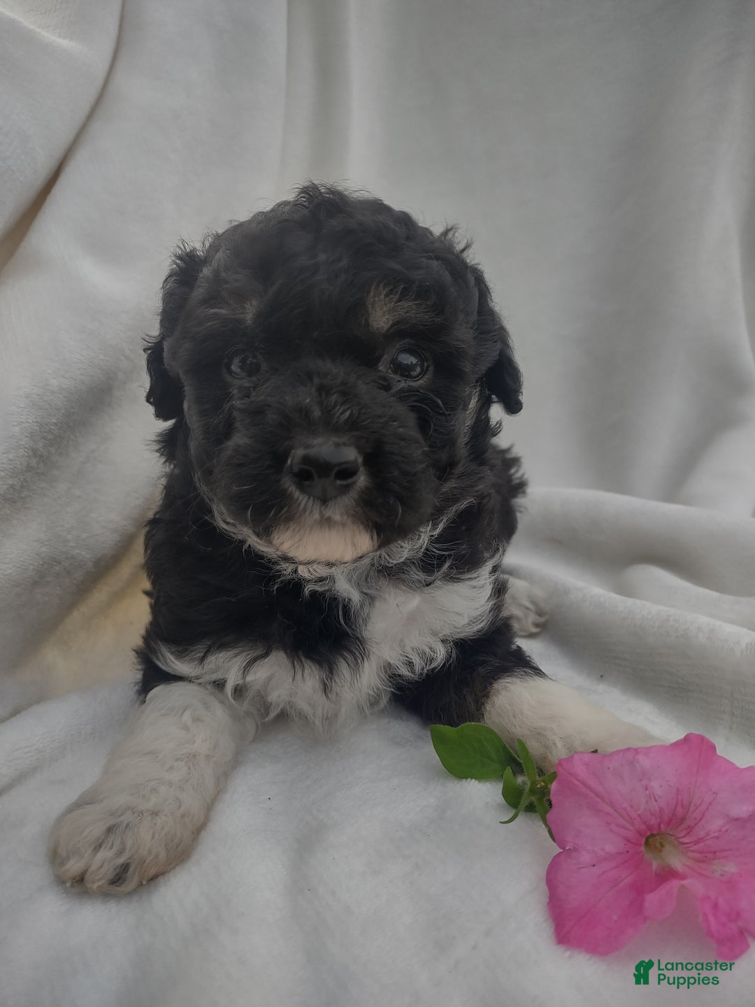 Chipoo dogs for sale: Jezz - Ad 1