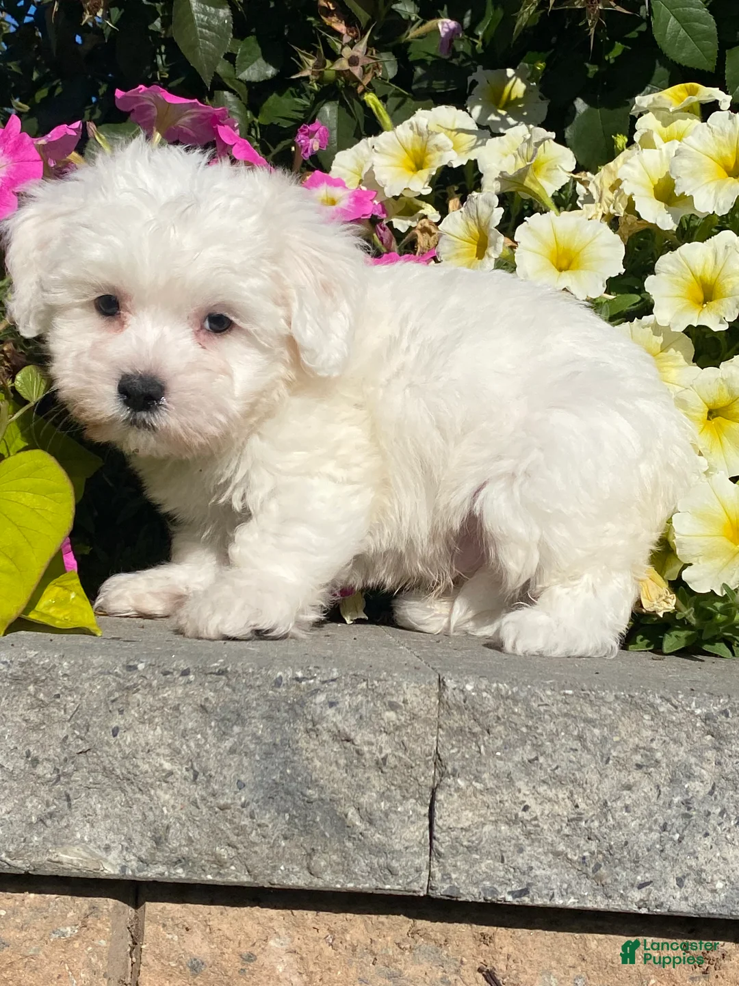 Coton De Tulear dogs for sale: Cowboy - Ad 3