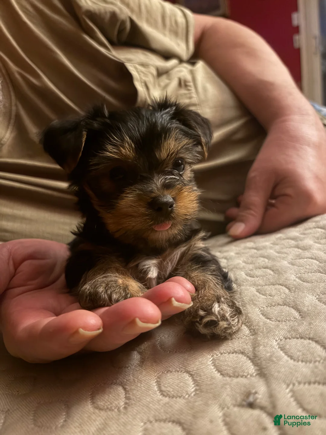 Yorkshire Terrier dogs for sale: Yorkshire Terrier Puppy 1 - Ad 1