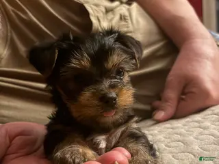 Yorkshire Terrier dogs Yorkshire Terrier Puppy 1 - Ad 1