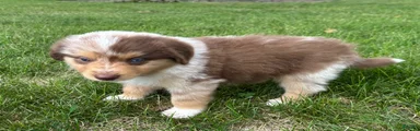 Wyatt - Miniature Australian Shepherd 