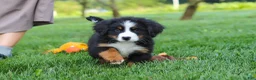 Miniature Bernese Mountain Dog dogs for sale: Kory - Ad 15