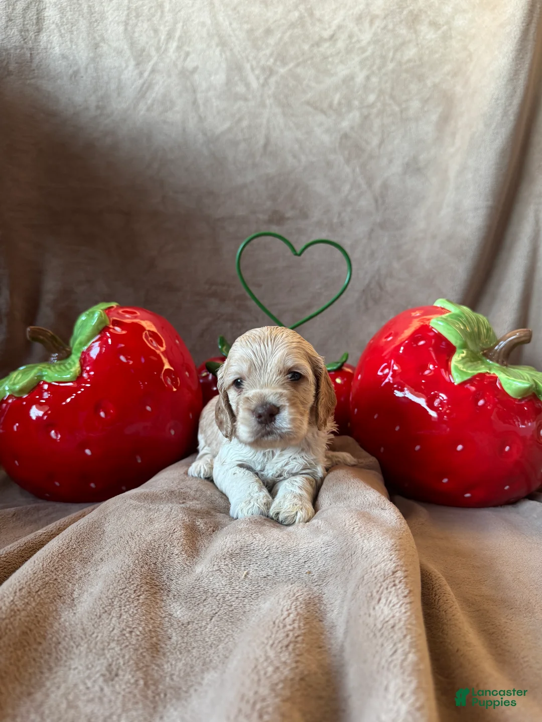 Cockapoo dogs for sale: Cockapoo Puppy 5 - Ad 4