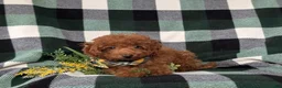 Mini Goldendoodle dogs for sale: Rueben 10 lbs full grown - Ad 4
